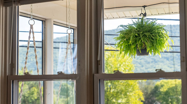 A fern hanging on a porch